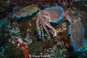 Cuttlefish mating by Pepe Suarez 